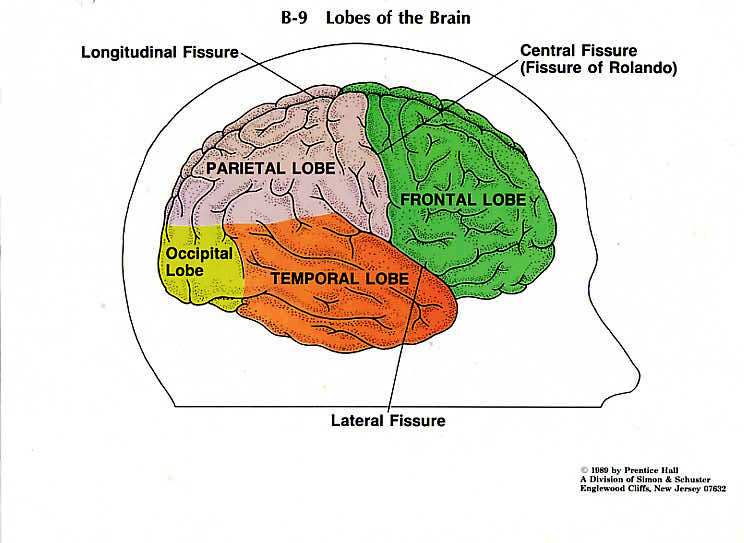 Wesst Blog Master: lobes of brain